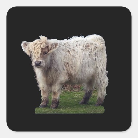 Baby Highland "Moo" Koe Vierkante Sticker (Voorkant)