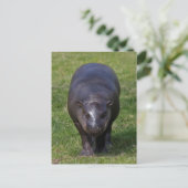 Baby Hippo Briefkaart (Staand voorkant)