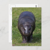 Baby Hippo Briefkaart (Voorkant / Achterkant)
