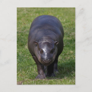 Baby Hippo Briefkaart
