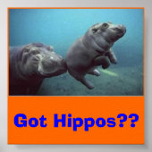 baby-hippo, heb je Hippos? Poster (Voorkant)