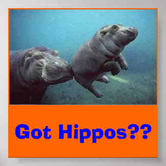 baby-hippo, heb je Hippos? Poster