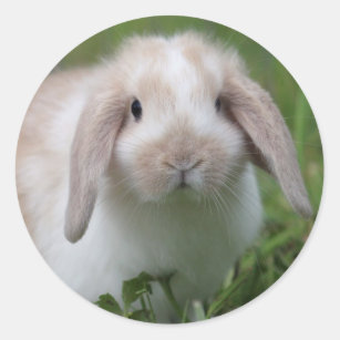 Baby Holland Lop Bunny Ronde Sticker