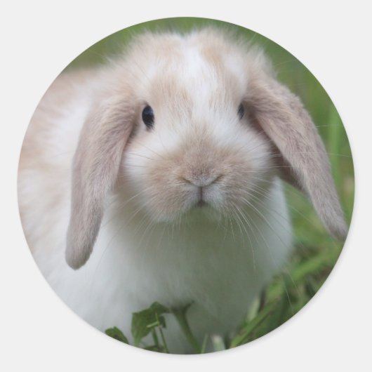 Baby Holland Lop Bunny Ronde Sticker (Voorkant)