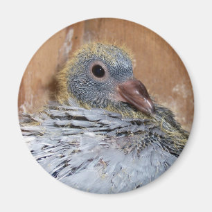 Baby Homing duivenmagneet Magneet