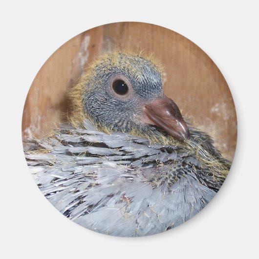 Baby Homing duivenmagneet Magneet (Voorkant)