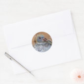 Baby Homing Pigeon Stickers (Envelop)