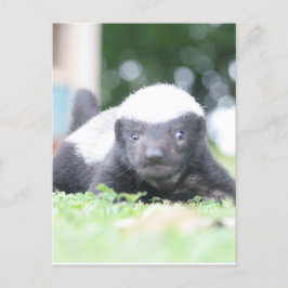 Baby honingbadger briefkaart