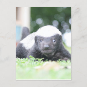 Baby honingbadger briefkaart