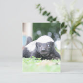 Baby honingbadger briefkaart (Staand voorkant)