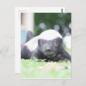 Baby honingbadger briefkaart (Voorkant / Achterkant)