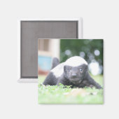 Baby Honingdas op groene grasfoto Magneet (Voorkant / Achterkant)