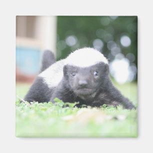 Baby Honingdas op groene grasfoto Magneet