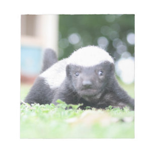 Baby Honingdas op groene grasfoto Notitieblok