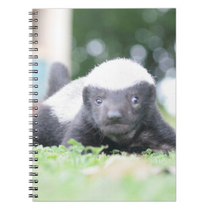 Baby Honingdas op groene grasfoto Notitieboek