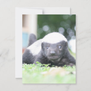 Baby Honingdas op groene grasfoto Notitiekaartje