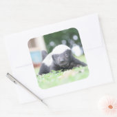 Baby Honingdas op groene grasfoto Vierkante Sticker (Envelop)