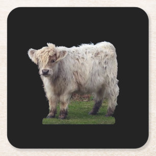 Baby Hooglandrund Koe Adorabel Schots Kalf Boerder Kartonnen Onderzetters