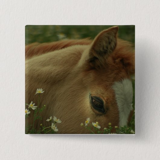 Baby Horse Square Pin Vierkante Button 5,1 Cm (Voorkant)