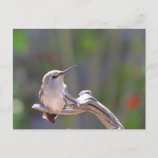 Baby Hummingbird Briefkaart (Voorkant)