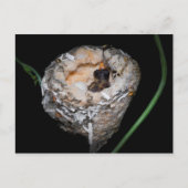 Baby Hummingbird Briefkaart (Voorkant)