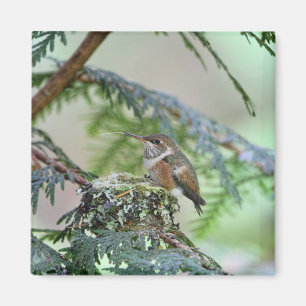 Baby Hummingbird die zijn tong uitsteekt Magneet