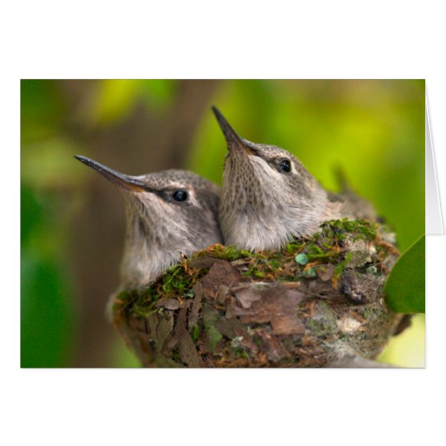 Baby hummingbirds (Voorkant Horizontaal)