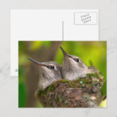 Baby hummingbirds briefkaart (Voorkant / Achterkant)