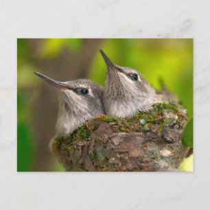 Baby hummingbirds briefkaart