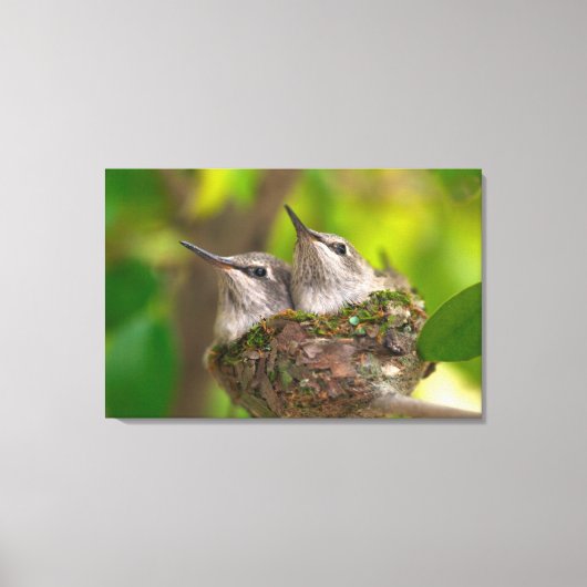 Baby hummingbirds canvas afdruk (Voorkant)