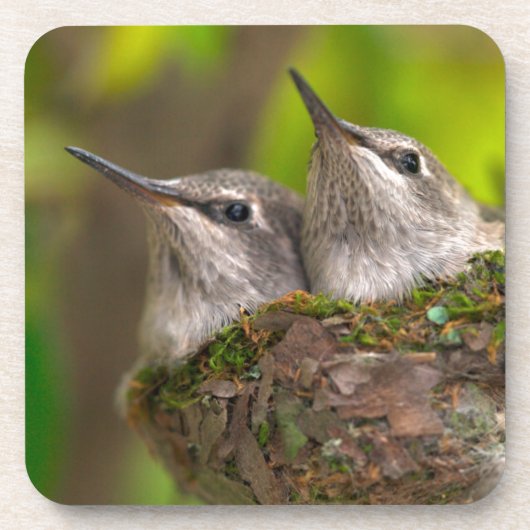 Baby hummingbirds drankjes onderzetter (Voorkant)