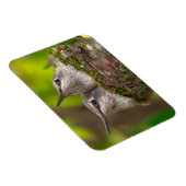 Baby hummingbirds magneet (Rechterzijde)