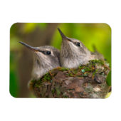 Baby hummingbirds magneet (Horizontaal)