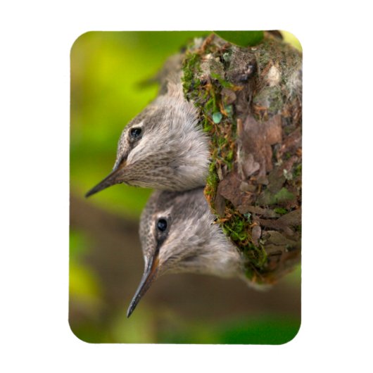 Baby hummingbirds magneet (Verticaal)