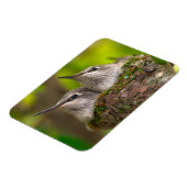 Baby hummingbirds magneet (Linkerzijde)