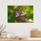 Baby hummingbirds poster (Keuken)