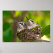 Baby hummingbirds poster (Voorkant)