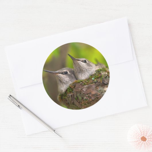 Baby hummingbirds ronde sticker (Envelop)