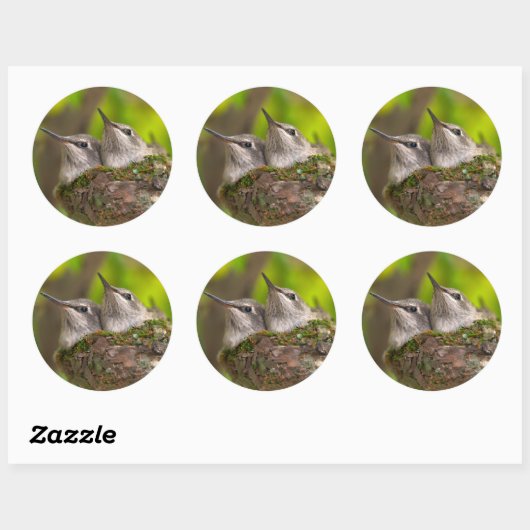 Baby hummingbirds ronde sticker (Vel)