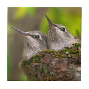 Baby hummingbirds tegeltje