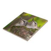 Baby hummingbirds tegeltje (Zijkant)