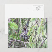 Baby Hummingvogels in een nest Briefkaart (Voorkant / Achterkant)