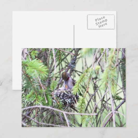 Baby Hummingvogels in een nest Briefkaart (Voorkant / Achterkant)