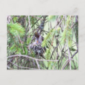 Baby Hummingvogels in een nest Briefkaart (Voorkant)