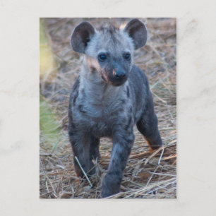 Baby Hyena Briefkaart