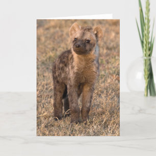 Baby Hyena Cards Kaart