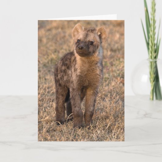 Baby Hyena Kaarten (Voorkant)
