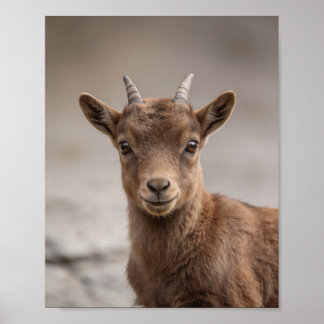 Baby Ibex Portret – Mooie Dieren Muur Kunst voor d Poster
