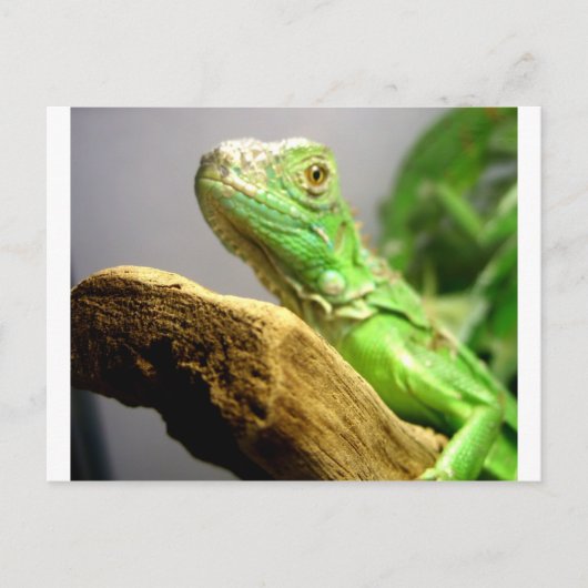 Baby Iguana Briefkaart (Voorkant)
