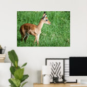 Baby impala in groengras poster (Thuiskantoor)